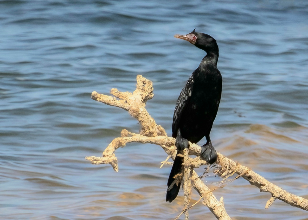 Reed cormorant
