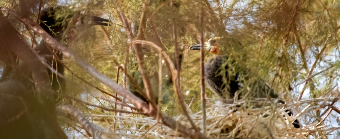 The First in a Century: Breeding record for Reed Cormorant in Egypt