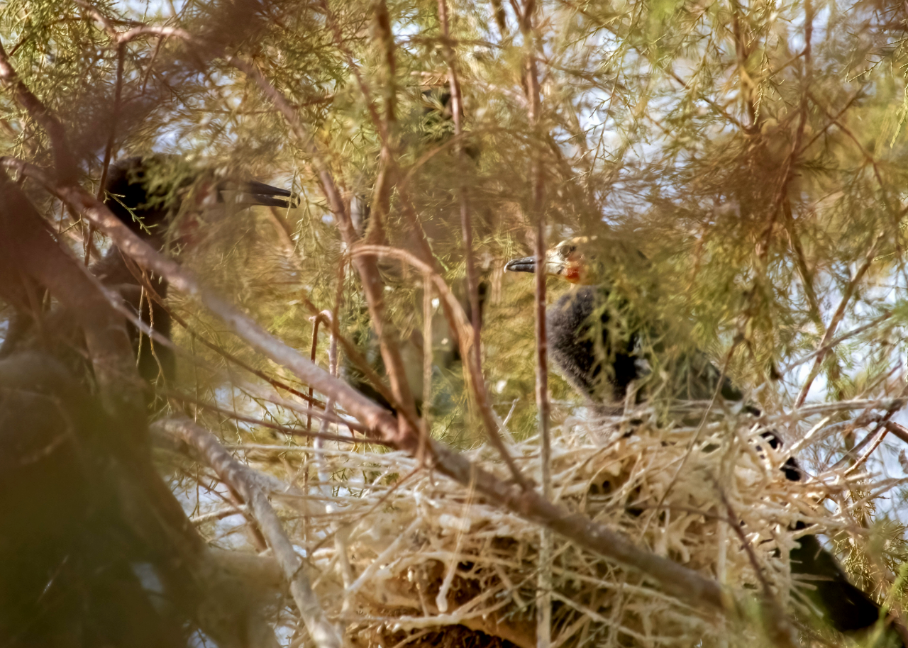 The First in a Century: Breeding record for Reed Cormorant in Egypt