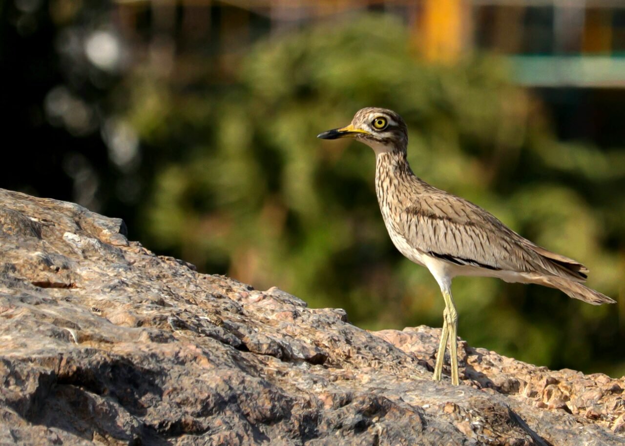 Senegal thick-knee