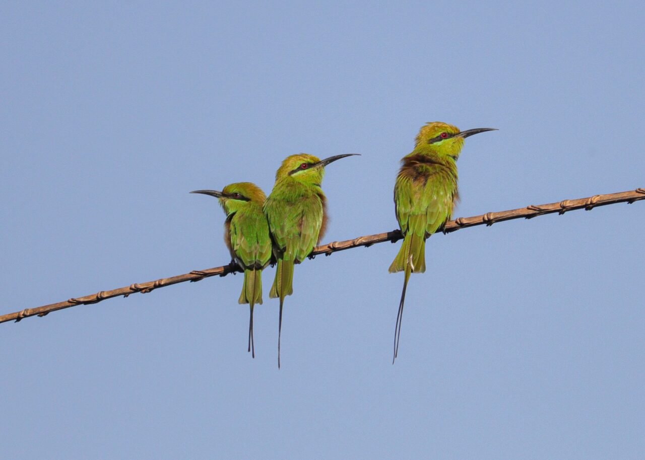african green bee-eater
