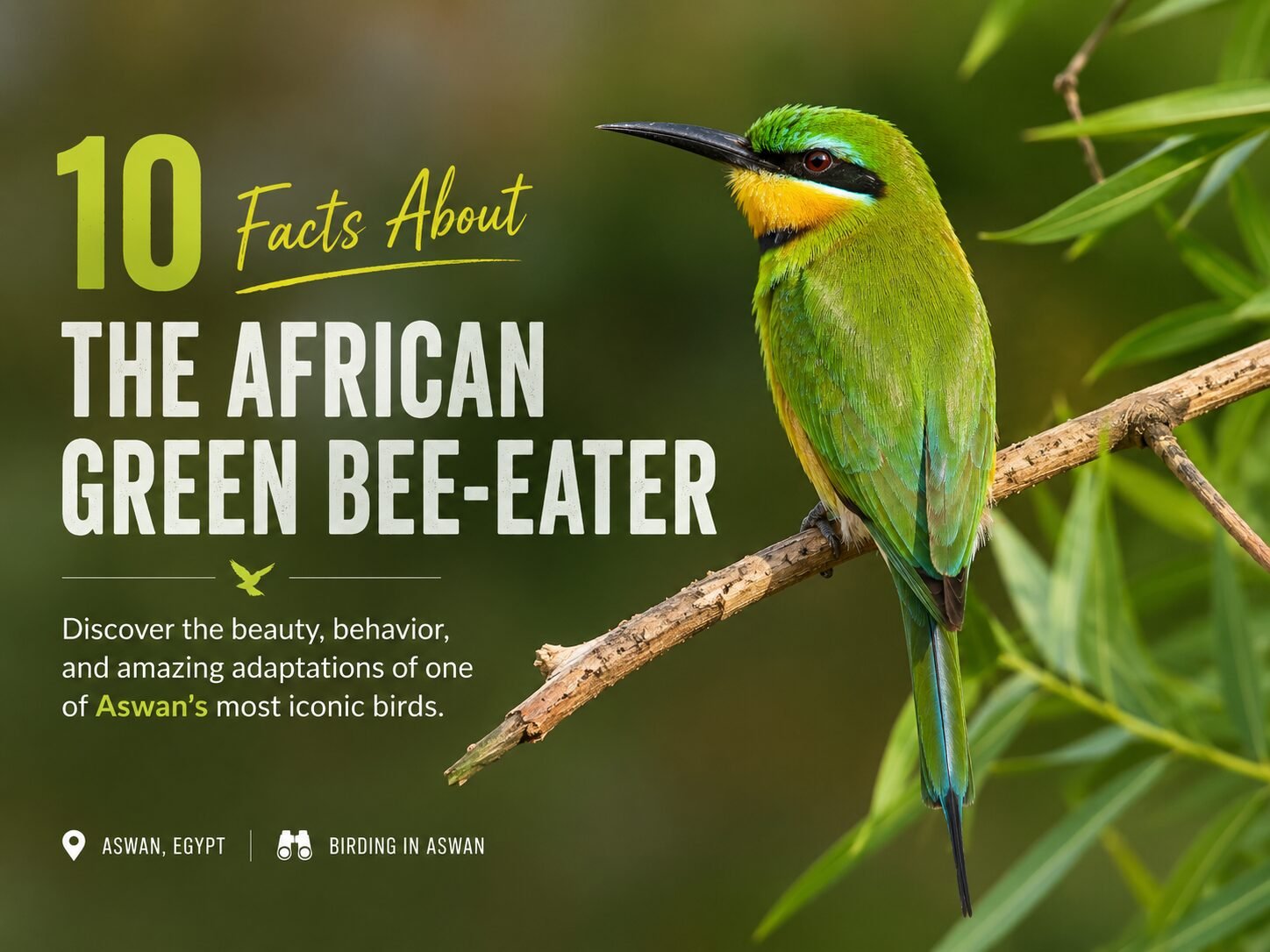 african green bee-eater