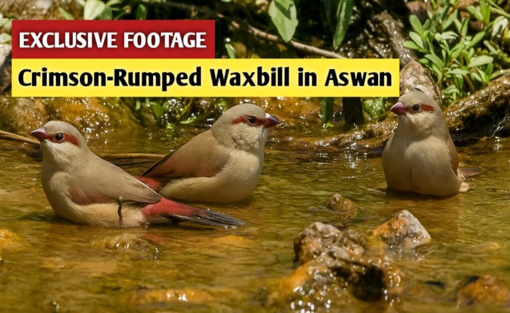 crimson-rumped waxbill video
