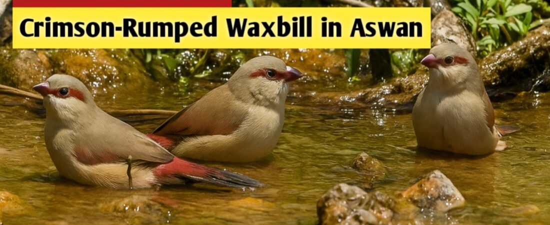 Crimson-rumped waxbill cools off at Lake Nasser (Video)