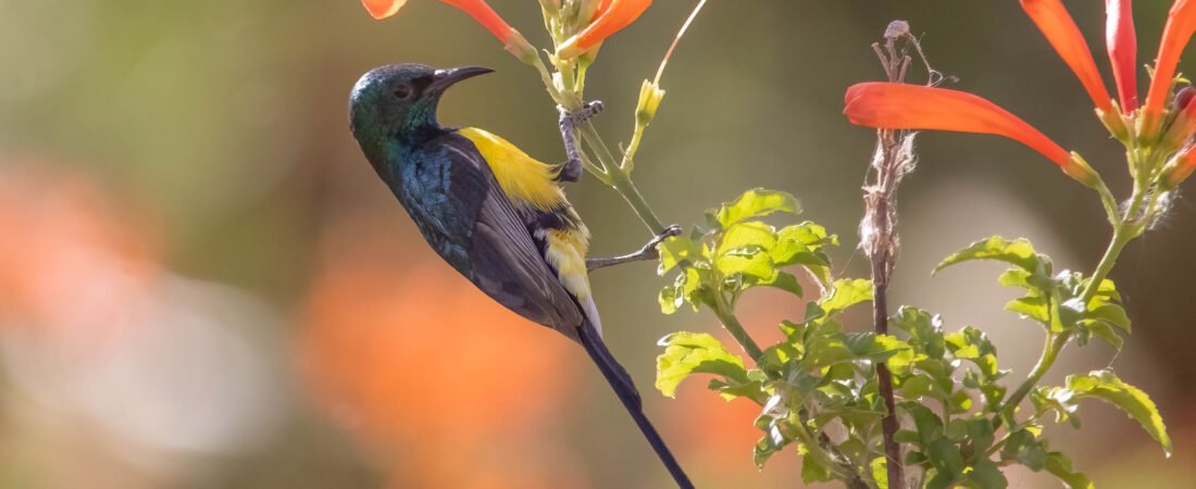 10 Facts About Nile Valley Sunbird