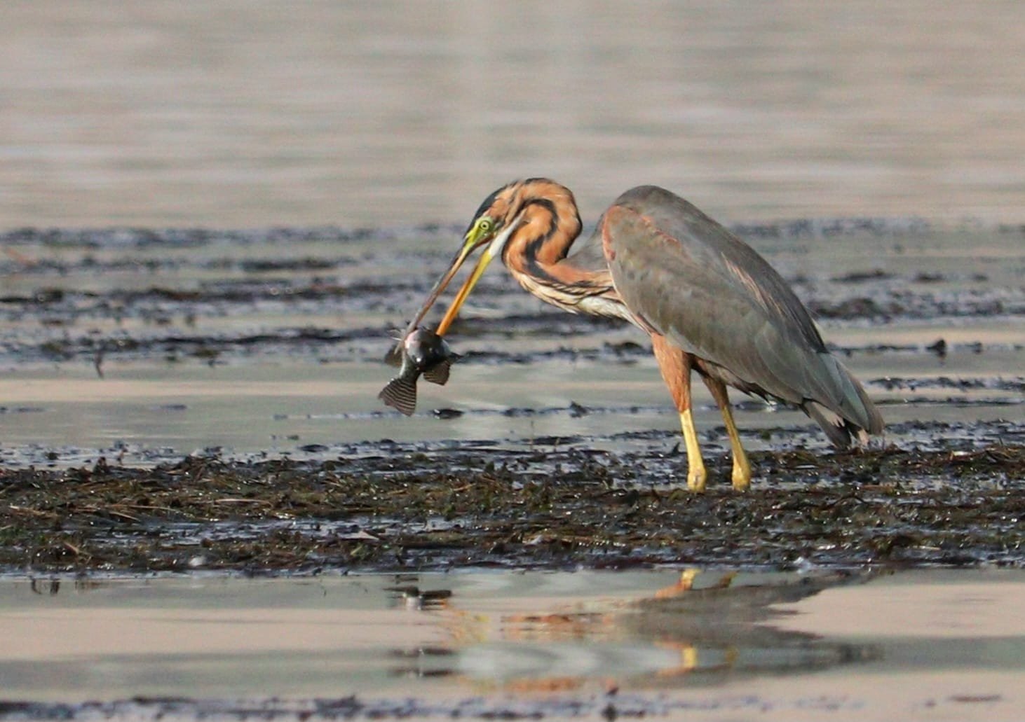 Purple Heron catching a fish