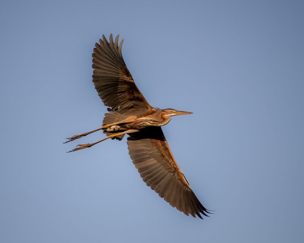 purple heron fliying on blue sky during birding trip with Aswan Birdwatching