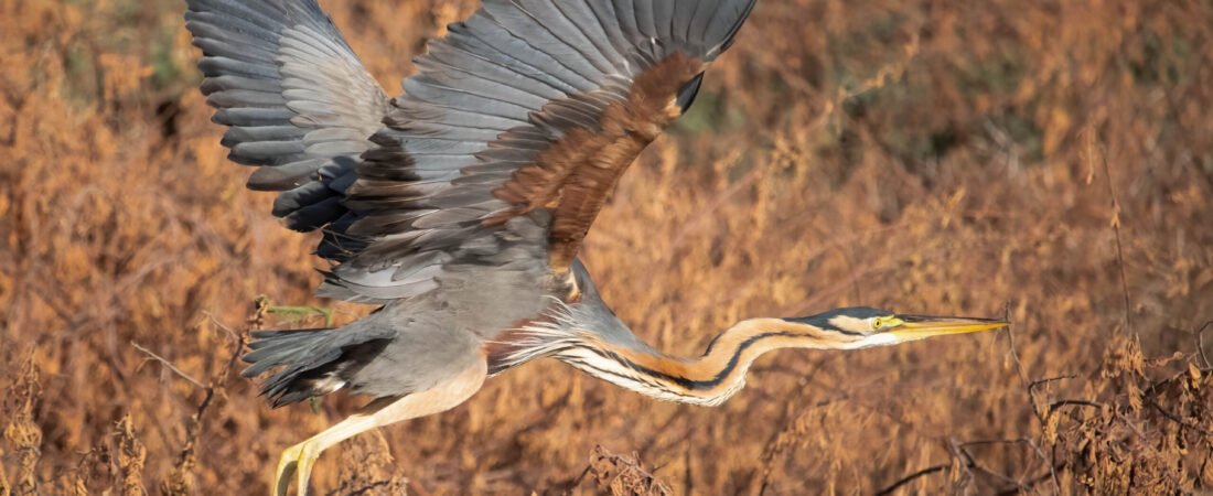 10 Incredible Facts About The Purple Heron