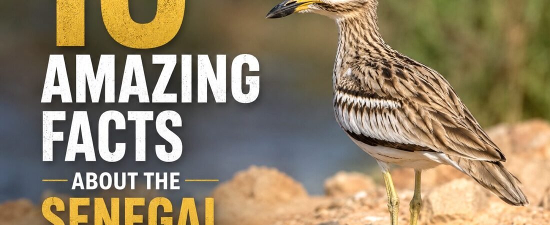 10 Amazing Facts About The Senegal Thick-knee