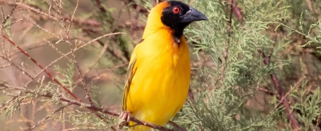 Village Weaver in Egypt: From Rare Visitor to Breeding Bird