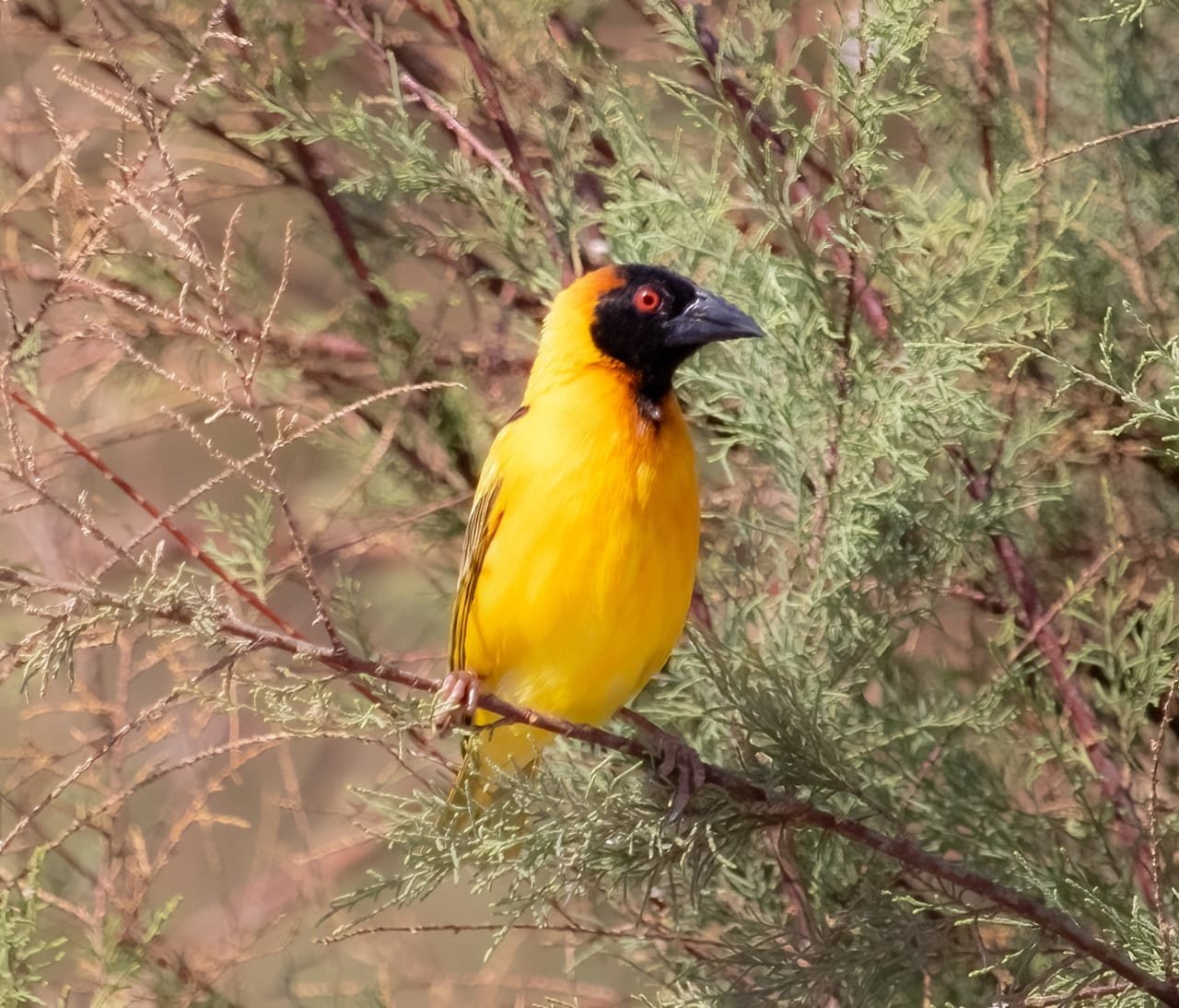 village weaver perched on tamarix branch on lake nasser, egypt