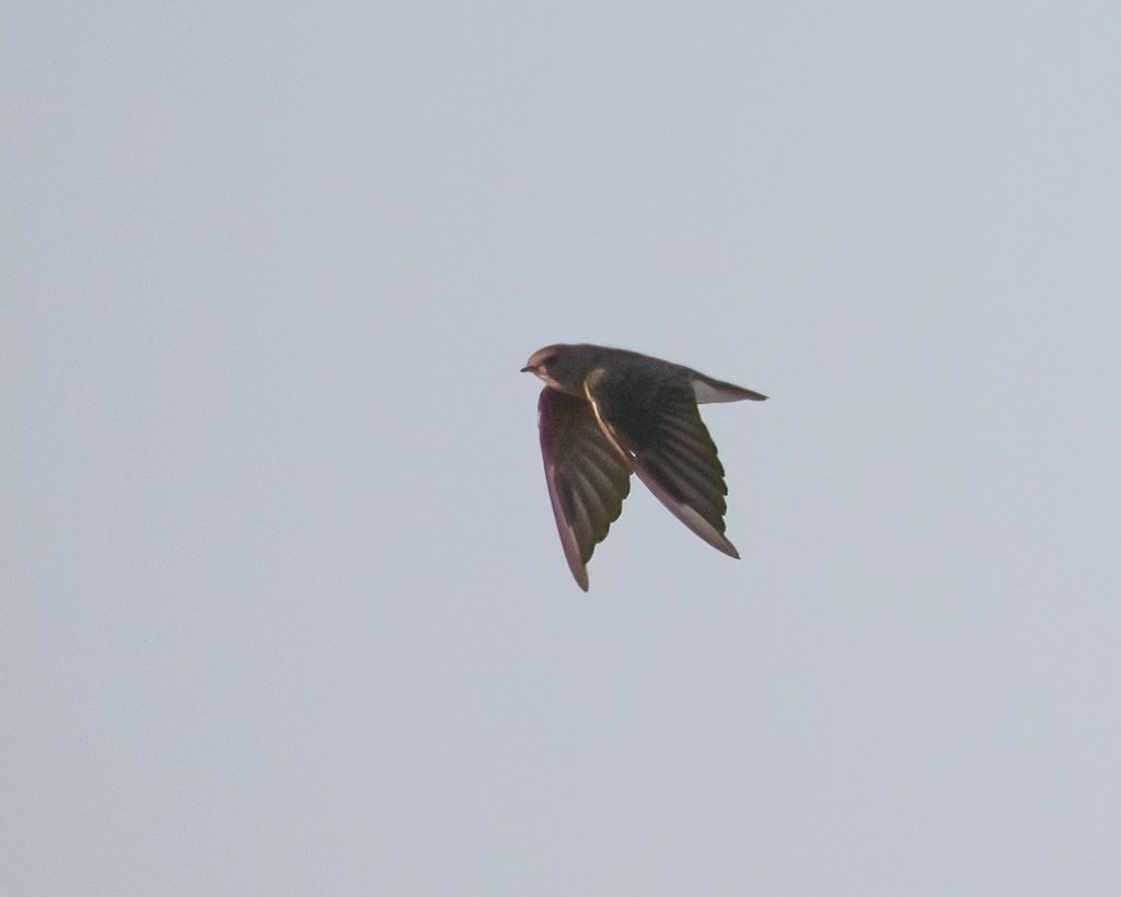 Brown throated martin