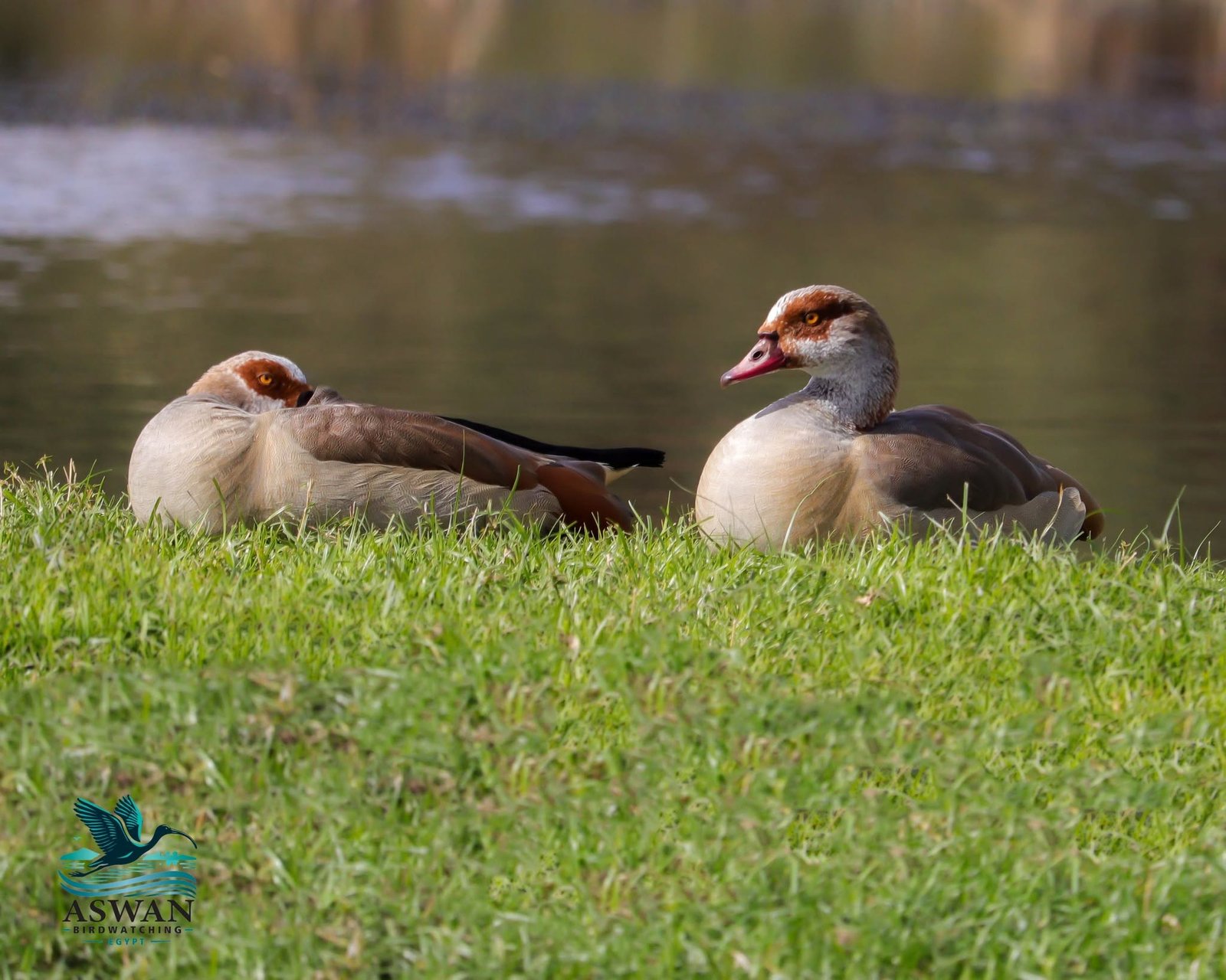 Egyptian Goose