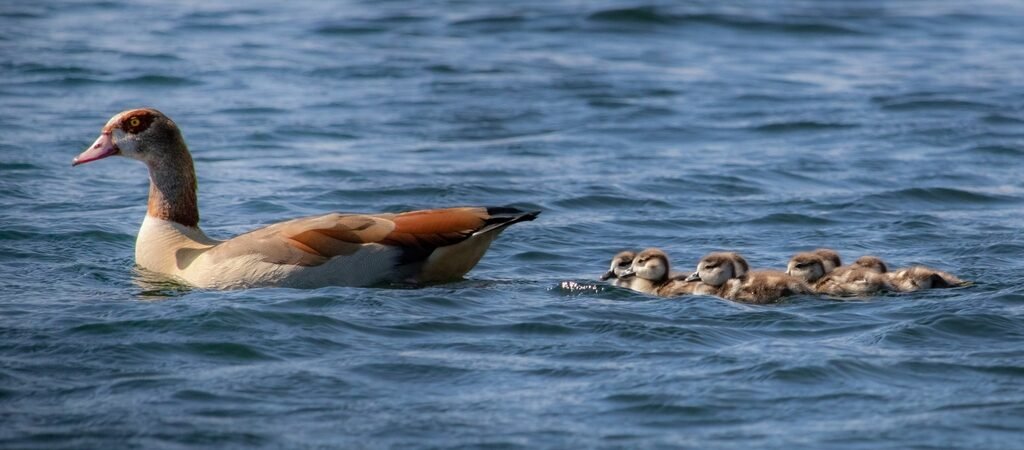 The Egyptian Goose: Pharaoh’s Bird on the Modern Nile