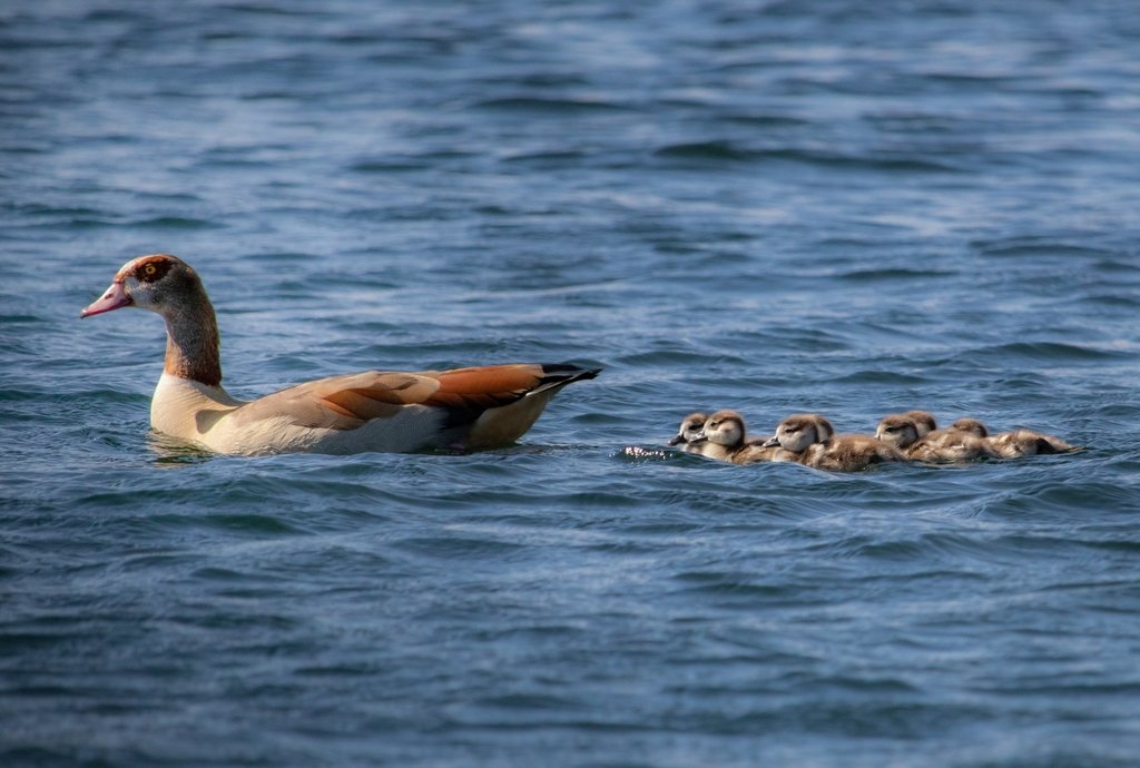 Egyptian Goose