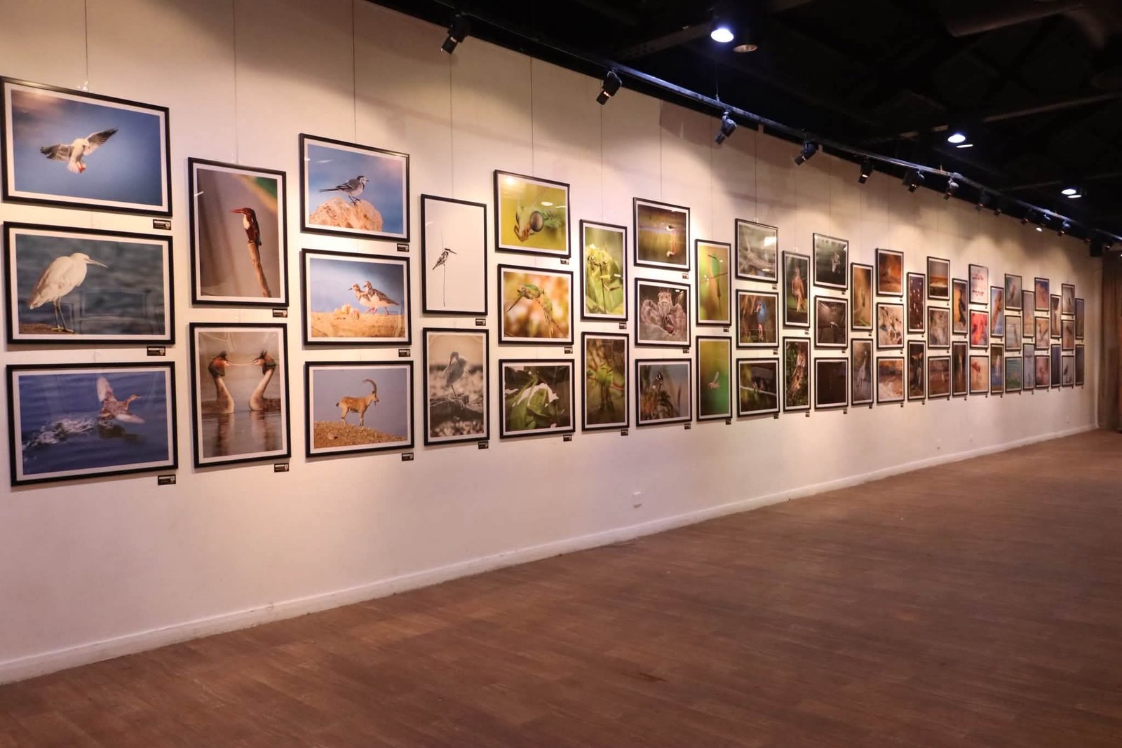 Aswan Birdwatching Sponsors wildlife exhibition