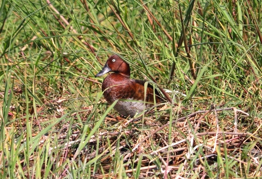 Ferruginous Duck