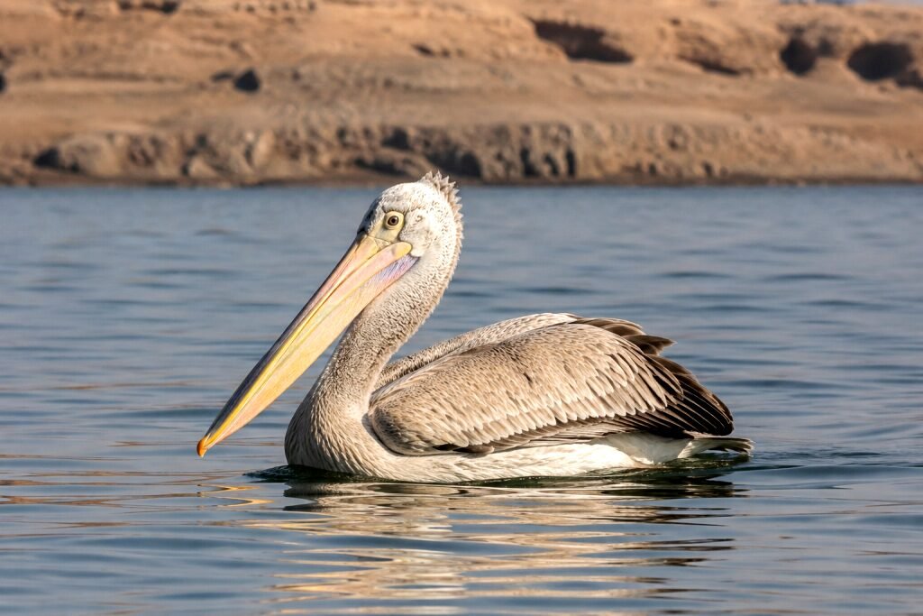 pink-backed pelican