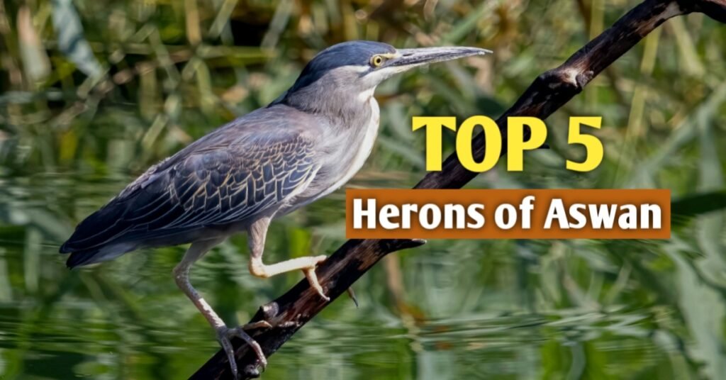 little heron