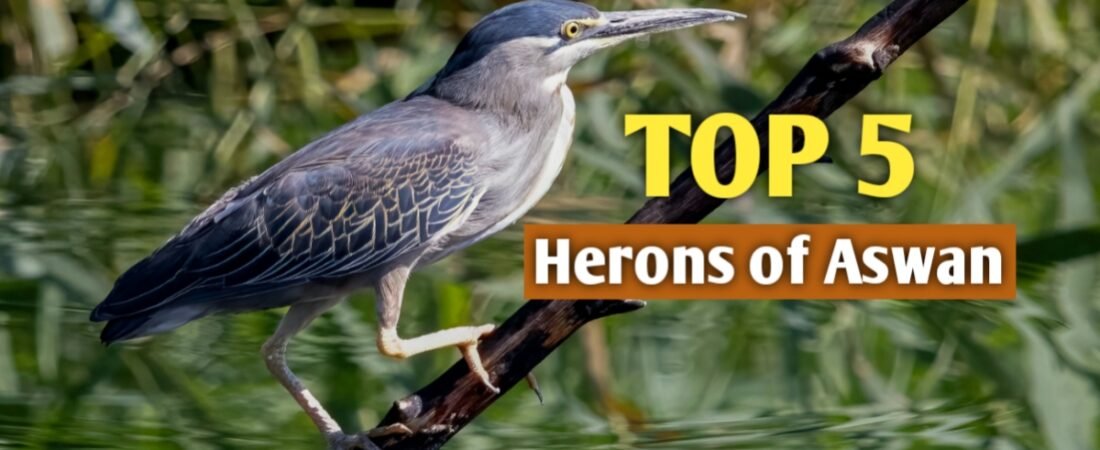 The Little Heron: Nile’s Most Underrated Hunter