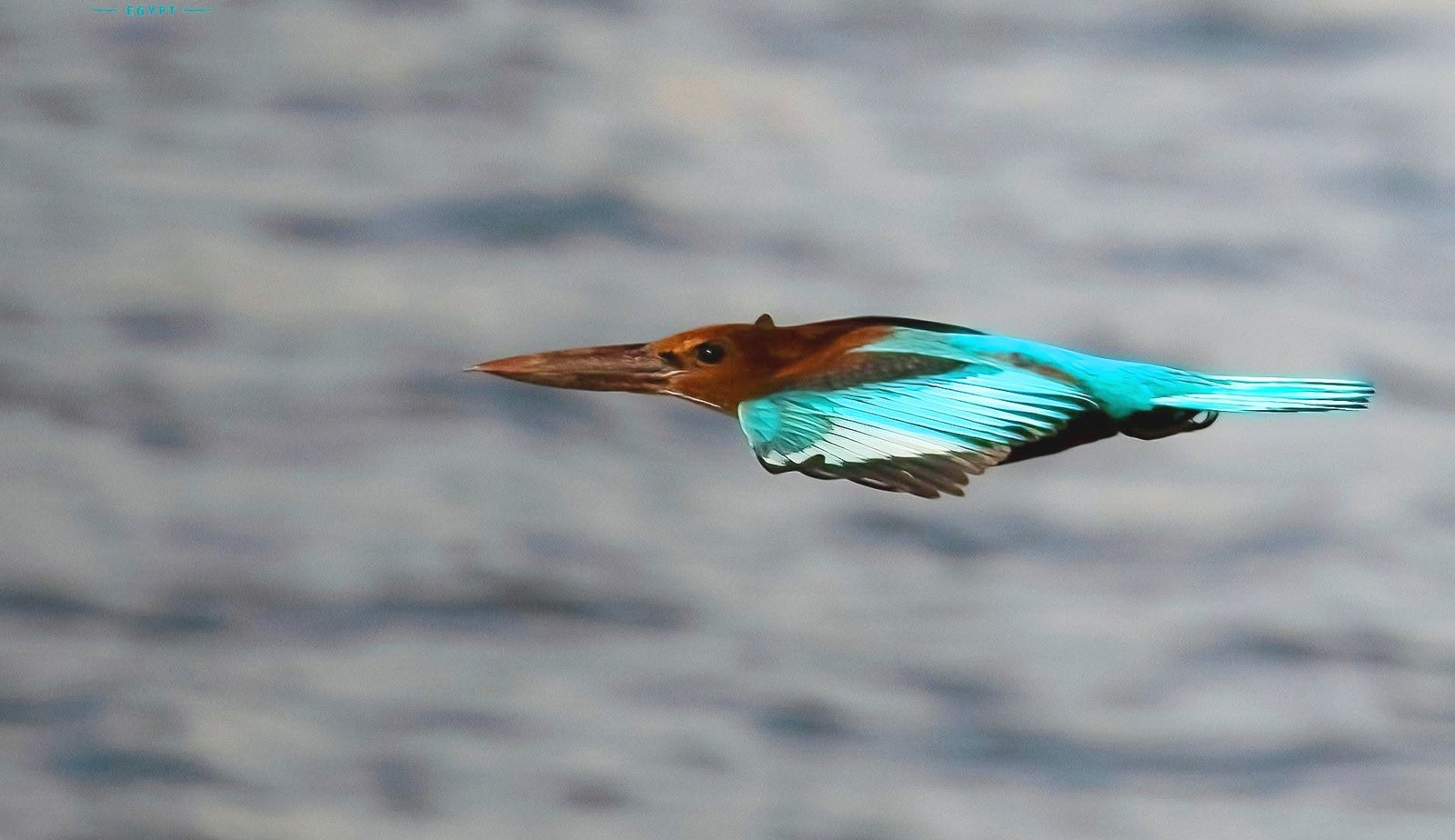 White-throated Kingfisher