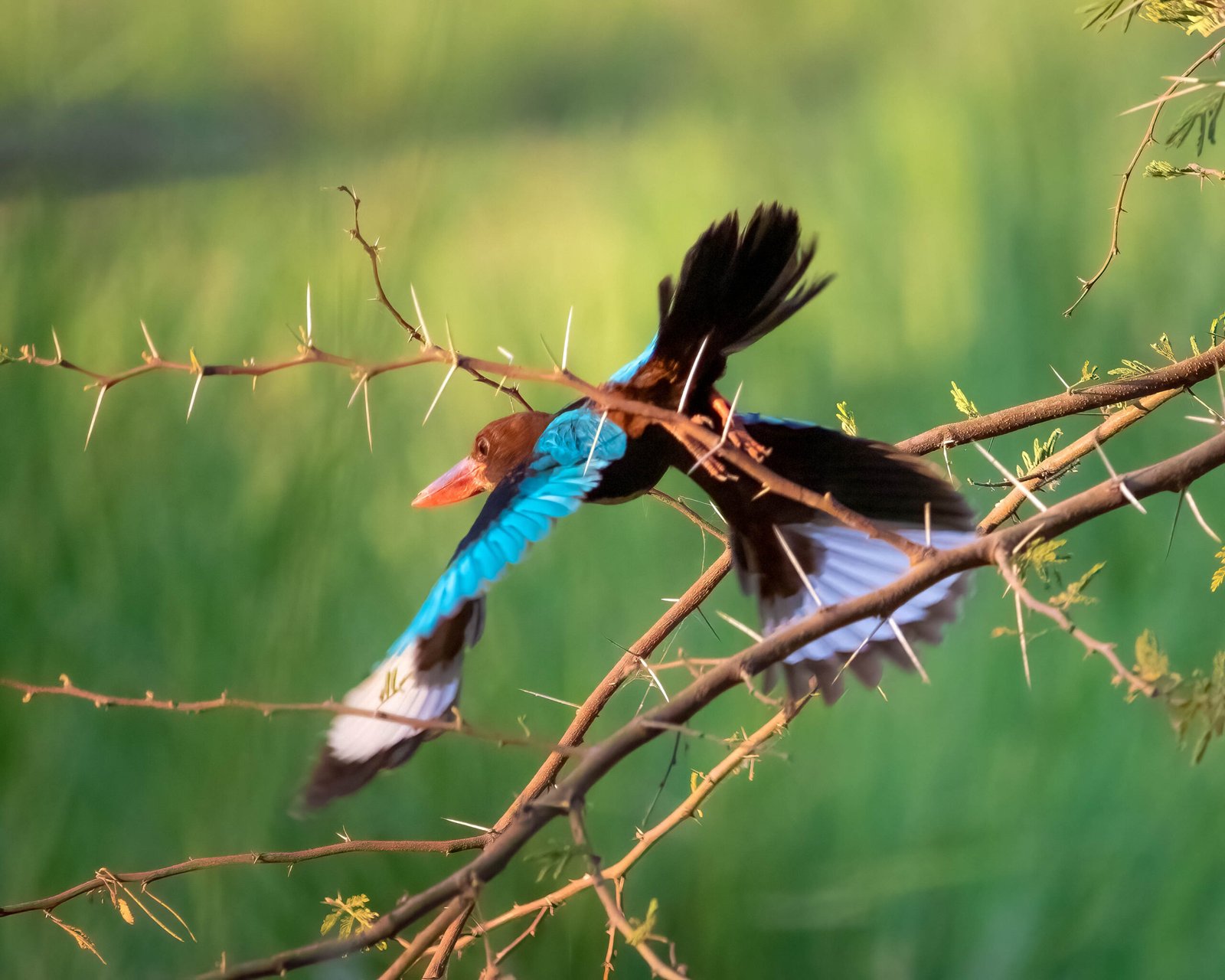 White-throated Kingfisher