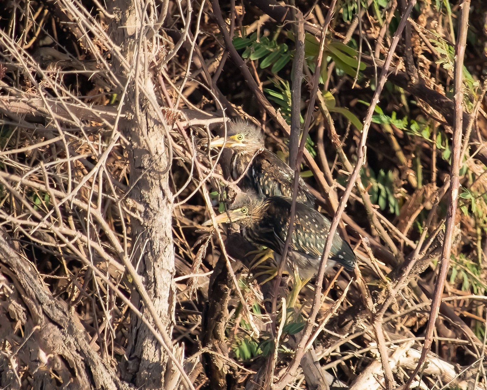 little heron