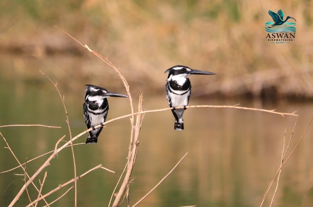 pied kingfisher