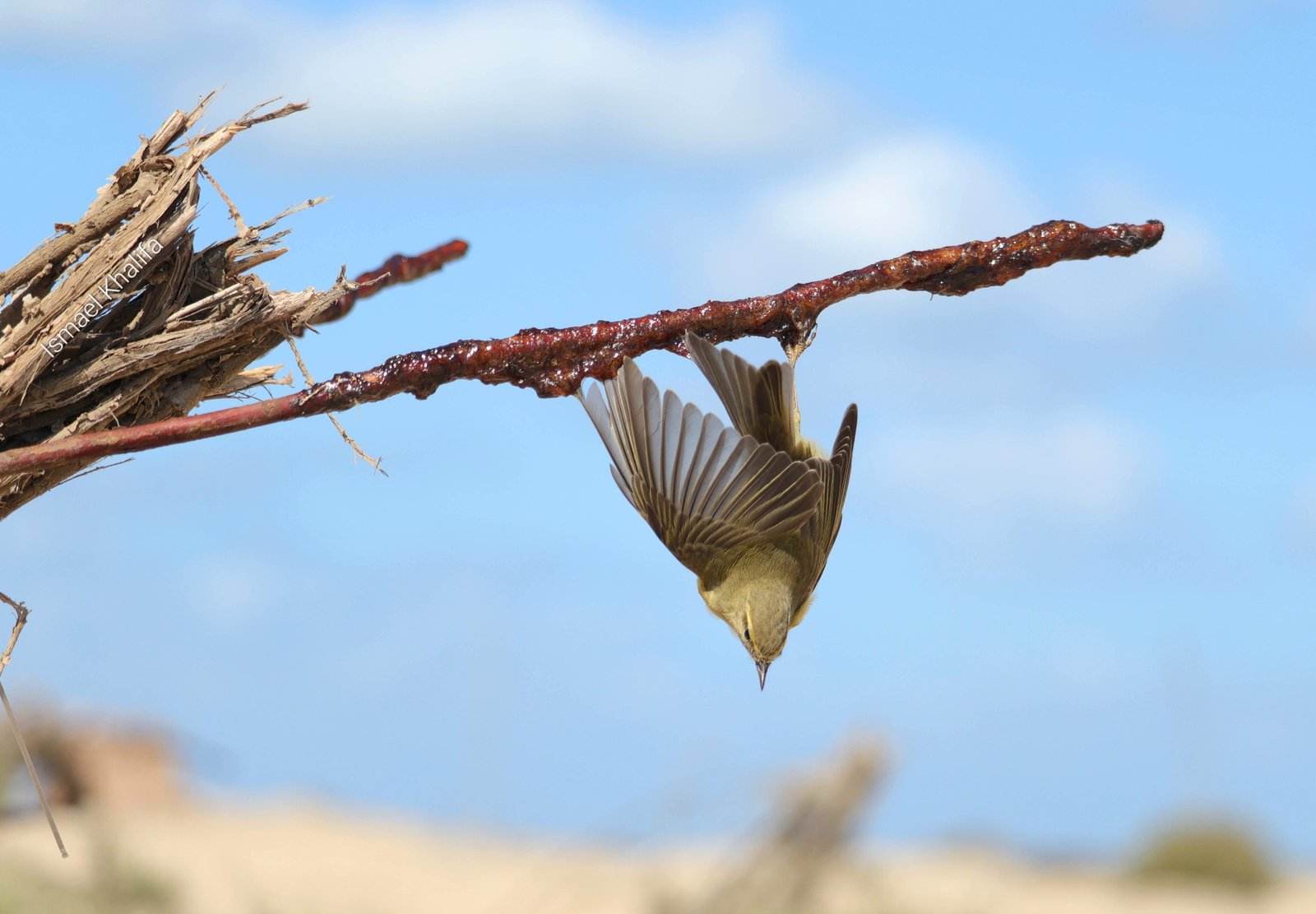Stop Illegal and Unsustainable Bird Hunting