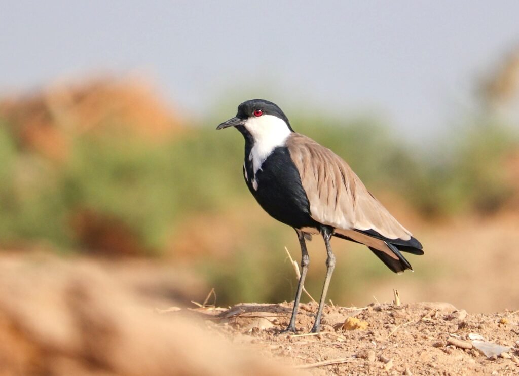 Spur-Winged Lapwing