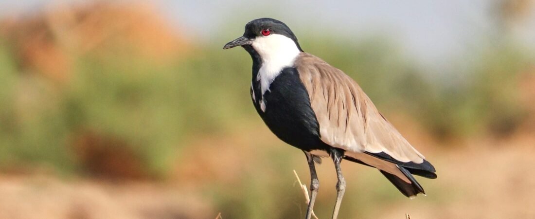 Spur-winged Lapwing in Aswan: The Noisy Guardian of the Nile