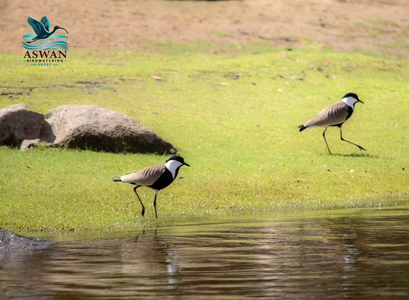 Spur-Winged Lapwing