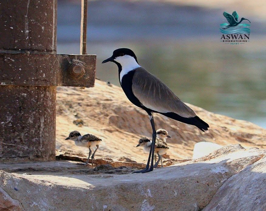 Spur-winged Lapwing